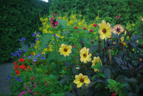 A mix of late summer flowers in a garden bed at Longwood Gardens.
